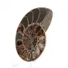 Spécimen d'Ammonite : Entre Terre et Mer - 2