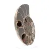 Spécimen d'Ammonite : Entre Terre et Mer - 3