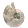Ammonite polie de Mahajanga : Trésor paléontologique - 0