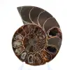 Ammonite polie de Mahajanga : Trésor paléontologique - 1