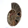 Ammonite polie de Mahajanga : Trésor paléontologique - 2