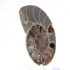 Ammonite polie de Mahajanga : Trésor paléontologique - 3