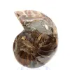 Ammonite polie : Géométrie marine de Madagascar - 2