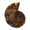 Petite Ammonite de Madagascar : Pureté minérale - 1