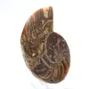 Petite Ammonite de Madagascar : Pureté minérale - 3
