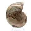 Ammonite fossile : Contraste de textures naturelles - 0