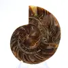 Ammonite fossile : Contraste de textures naturelles - 1