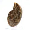 Ammonite fossile : Contraste de textures naturelles - 2