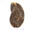 Ammonite fossile : Contraste de textures naturelles - 3