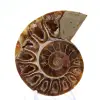 Ammonite de collection : Équilibre et Authenticité - 1