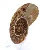 Ammonite de collection : Équilibre et Authenticité - 2