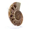 Ammonite de collection : Équilibre et Authenticité - 3