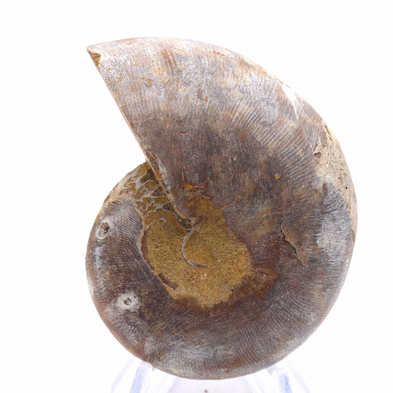 Ammonite de collection : Équilibre et Authenticité