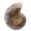 Fossile d'Ammonite poli : Lumière de Mahajanga - 0
