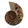 Fossile d'Ammonite poli : Lumière de Mahajanga - 1