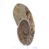 Fossile d'Ammonite poli : Lumière de Mahajanga - 2