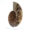 Fossile d'Ammonite poli : Lumière de Mahajanga - 3