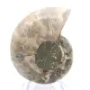 Ammonite de Madagascar : Force et Stabilité - 0