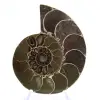 Ammonite de Madagascar : Force et Stabilité - 1