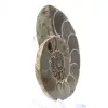 Ammonite de Madagascar : Force et Stabilité - 2
