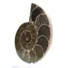 Ammonite de Madagascar : Force et Stabilité - 3