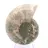 Ammonite de Madagascar : Force et Stabilité