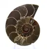 Céphalopode fossilisé : Ammonite double face - 1