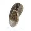 Céphalopode fossilisé : Ammonite double face - 2