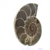 Céphalopode fossilisé : Ammonite double face - 3