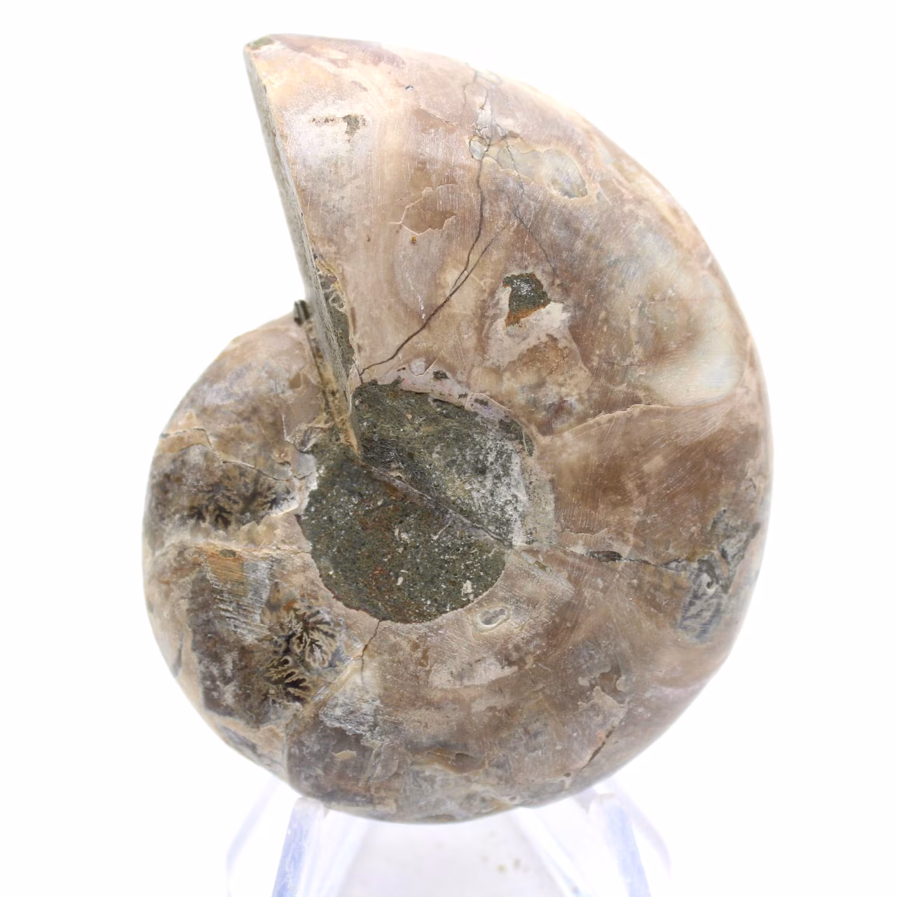 Céphalopode fossilisé : Ammonite double face