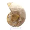 Ammonite légère de Madagascar : Finesse et Détails - 0
