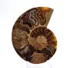 Ammonite légère de Madagascar : Finesse et Détails - 1