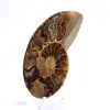 Ammonite légère de Madagascar : Finesse et Détails - 2