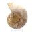 Ammonite légère de Madagascar : Finesse et Détails