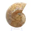 Ammonite de Mahajanga : Harmonie Minérale - 0