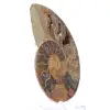 Ammonite de Mahajanga : Harmonie Minérale - 2