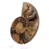 Ammonite de Mahajanga : Harmonie Minérale - 3