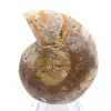 Fossile d'Ammonite polie : Élégance et Histoire - 0