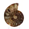 Fossile d'Ammonite polie : Élégance et Histoire - 1