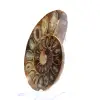 Fossile d'Ammonite polie : Élégance et Histoire - 2