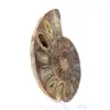 Fossile d'Ammonite polie : Élégance et Histoire - 3