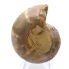 Spécimen d'Ammonite : La spirale de Madagascar - 0