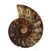 Spécimen d'Ammonite : La spirale de Madagascar - 1