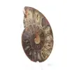 Spécimen d'Ammonite : La spirale de Madagascar - 2
