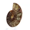 Spécimen d'Ammonite : La spirale de Madagascar - 3