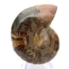 Ammonite de Mahajanga : Dualité et Tradition - 0