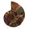 Ammonite de Mahajanga : Dualité et Tradition - 1