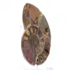 Ammonite de Mahajanga : Dualité et Tradition - 2