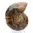 Ammonite de Mahajanga : Dualité et Tradition