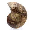 Ammonite fossilisée : Éclat minéral de Madagascar - 0